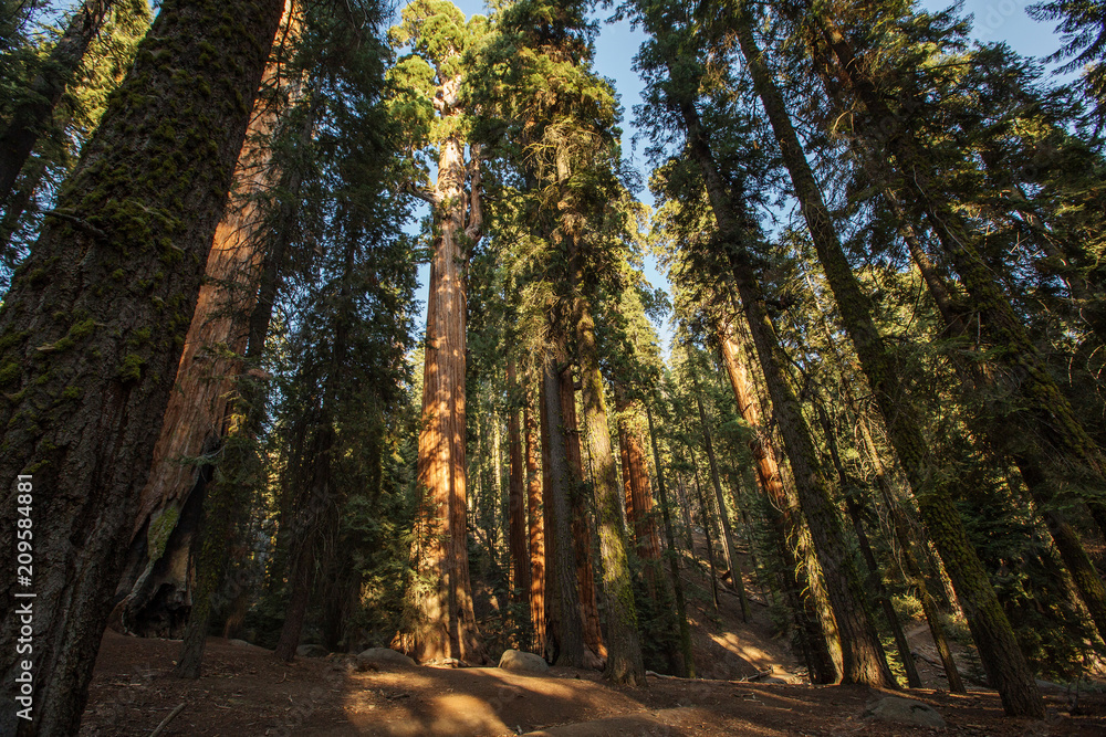 Obraz premium Sunset in Sequoia national park in California, USA