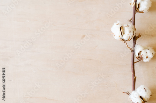 natural eco cotton plant decor background. simple clean design. free space concept © golubovy