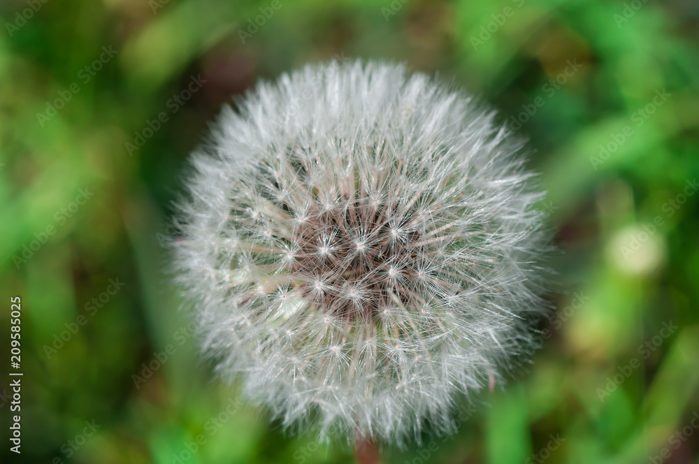 dandelion in the summer against a background of green grass