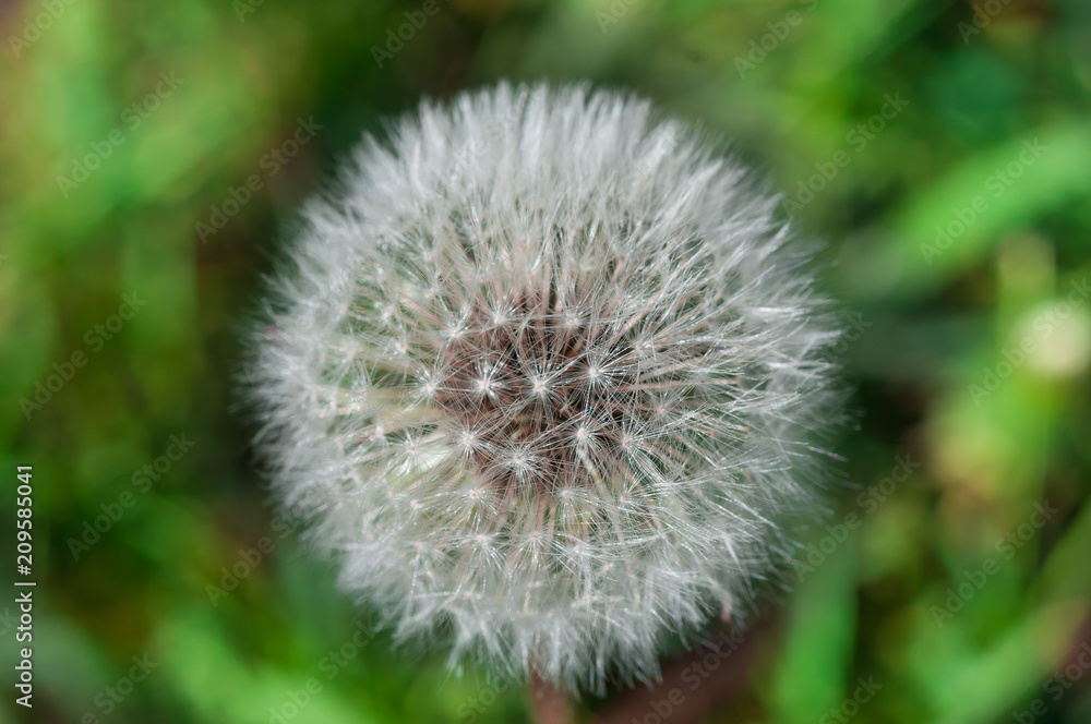 dandelion in the summer against a background of green grass dandelion in the summer against a background of green grass