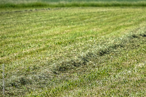 Mown / cut farmers field, g...
