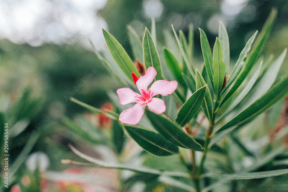 Obraz premium Botanischer-Garten-Uni-Greifswald-Juni-2018