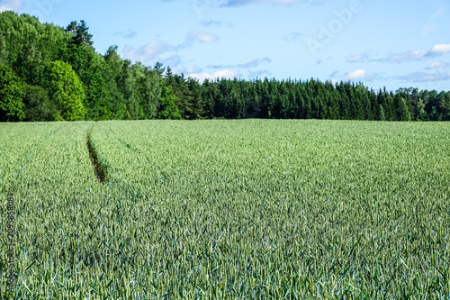 A green beautiful wheat fie...