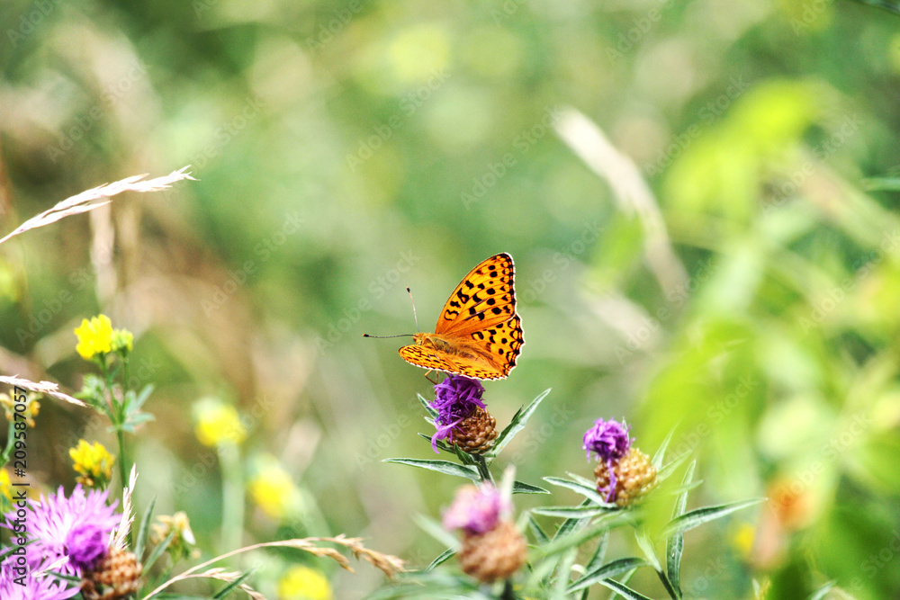 Schmetterling 