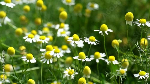 Wild chamomile rustle by the wind (Matricaria chamomilla) photo