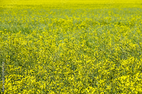 A beautiful meadow with yel...