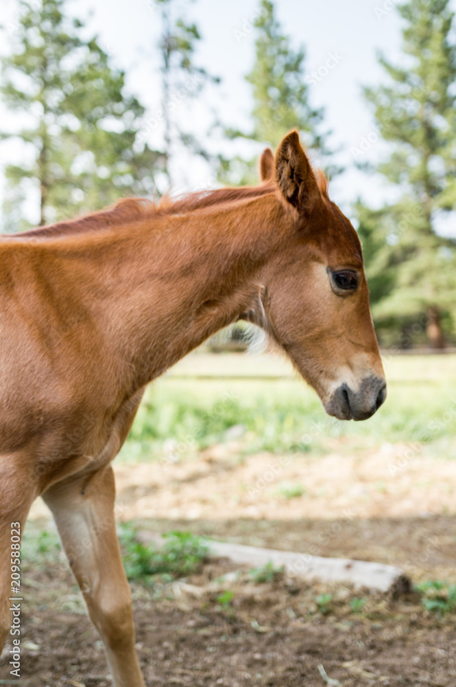 Chestnut Colt