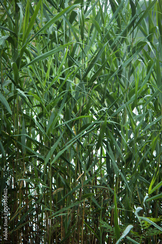 Fototapeta Naklejka Na Ścianę i Meble -  reeds