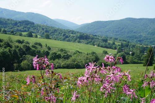 Fototapeta Naklejka Na Ścianę i Meble -  Pink flowers in Bieszczady Mountains, Poland. 
