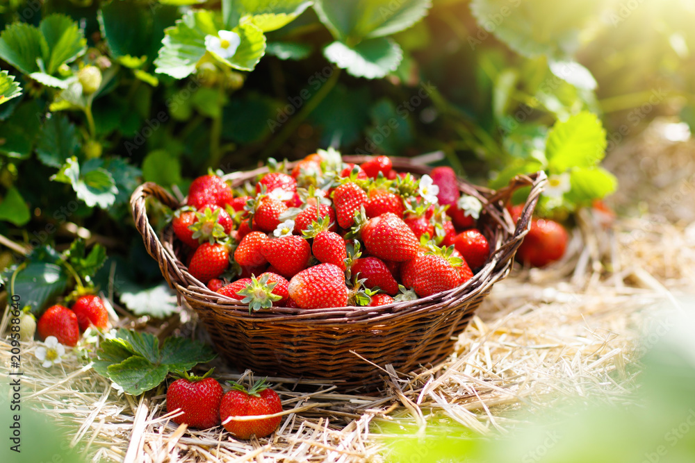 Strawberry field on fruit farm. Berry in basket. Strawberry field on fruit farm. Berry in basket.