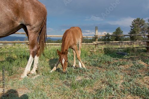 Colt Grazing Near Mother photo