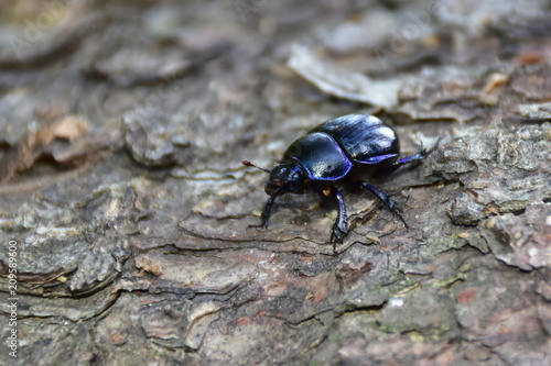 geotrupes vernalis dung beetle Czech republic