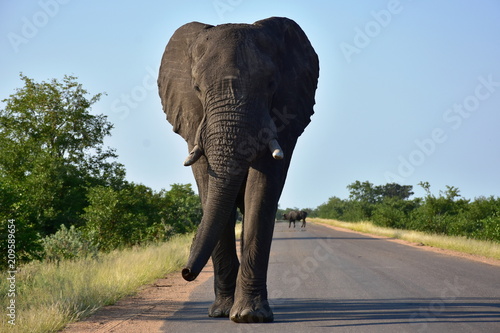 big male elephant in Kruger national park,South Africa