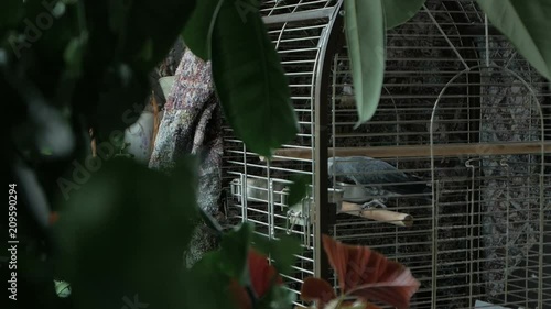 grey parrot in a big cage photo