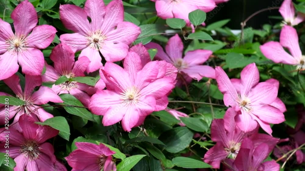 Flowering Clematis. Wind rustles the large purple clematis flowers (Clematis Ville de Lyon) Flowering Clematis. Wind rustles the large purple clematis flowers (Clematis Ville de Lyon)