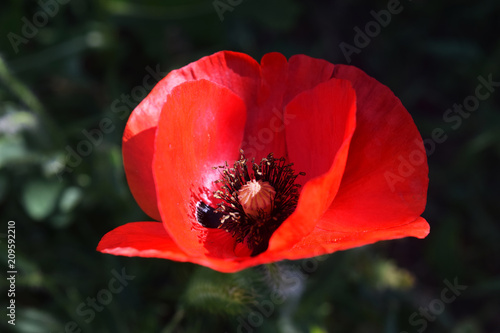 Fototapeta Naklejka Na Ścianę i Meble -  Red poppy plant