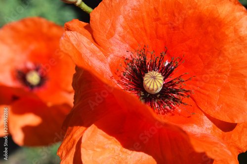 Fototapeta Naklejka Na Ścianę i Meble -  Red poppy plant