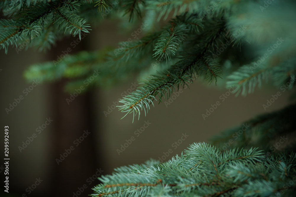 Coniferous Trees, evergreens, keep their foliage year-round.