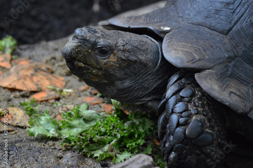 Asian Forest Tortoise