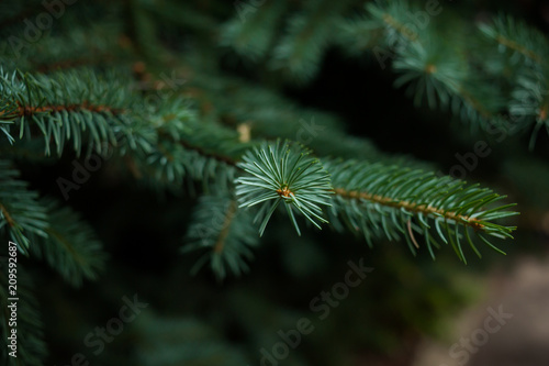 Fototapete Coniferous Trees, evergreens, keep their foliage year-round.