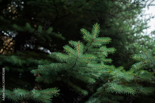 Fototapete Coniferous Trees, evergreens, keep their foliage year-round.