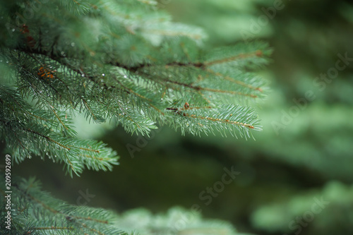 Fototapete Coniferous Trees, evergreens, keep their foliage year-round.