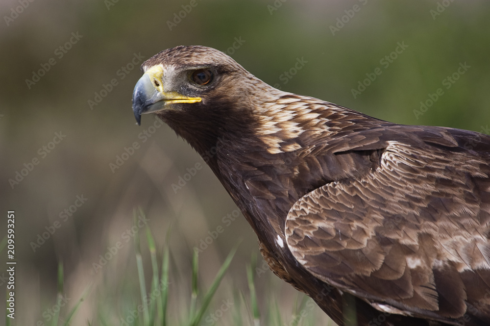 golden eagle (Aquila chrysaetos), portrait golden eagle (Aquila chrysaetos), portrait