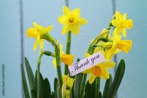 Fototapeta Naklejka Na Ścianę i Meble -  Thank you card with yellow daffodils on blue background
