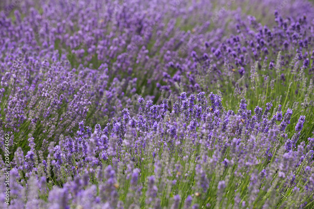 a picturesque view of blooming lavender fields