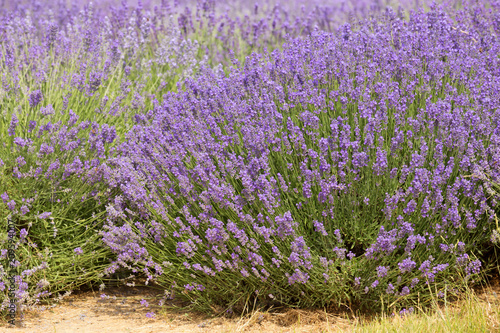 flourishing fields of lavender.