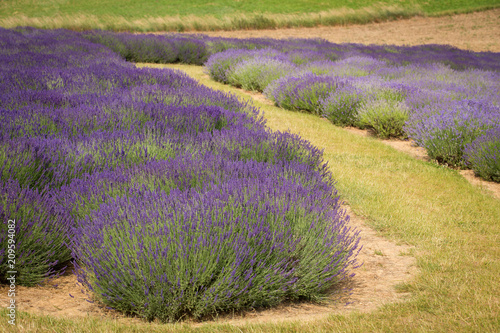 a picturesque view of blooming lavender fields