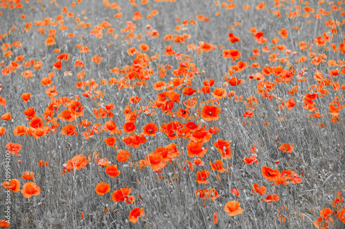 Fototapeta Naklejka Na Ścianę i Meble -  red poppies on a white-black background
