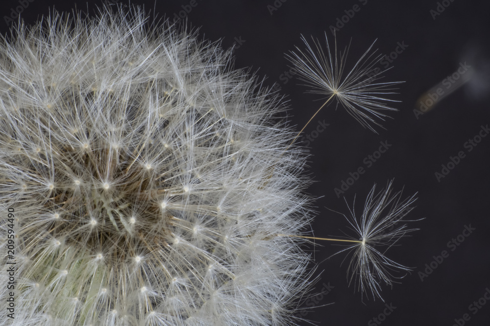 dandelion flower, white fluffy on a black background, fly with seeds