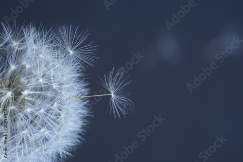 dandelion flower  white fluffy on a blue background  fly off the seeds