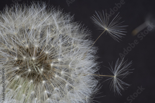 dandelion flower, white fluffy on a black background, fly with seeds © YuSafa