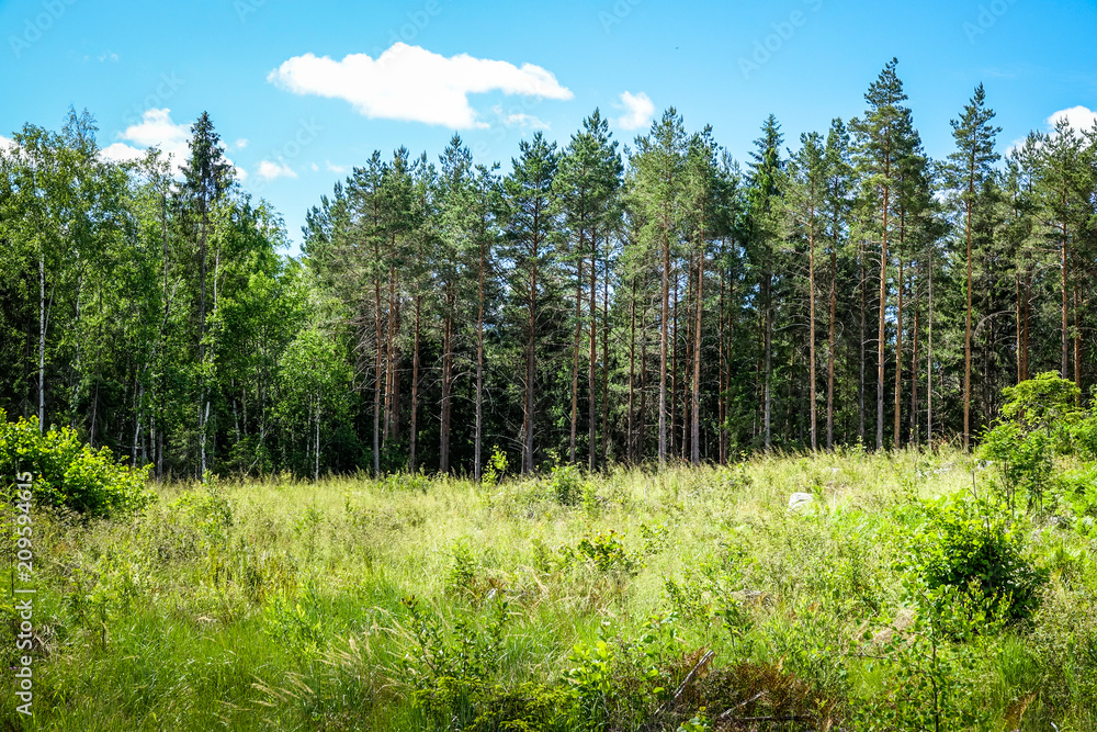 A meadow with tall grass and wild flowers in the woods. Sweden