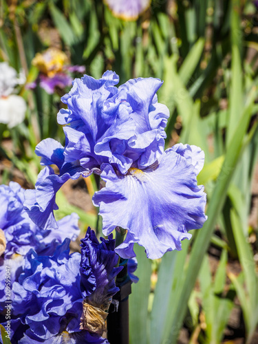 Fototapeta Naklejka Na Ścianę i Meble -  Iris
