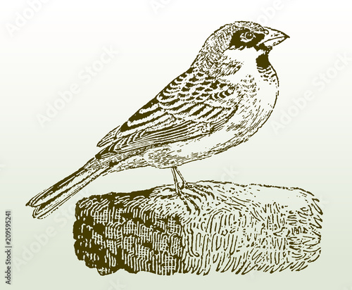 House sparrow passer domesticus in profile view. Illustration after woodcut engraving from early 19th century