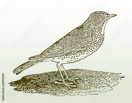Song thrush (turdus philomelos) sitting on the ground. Illustration after a woodcut engraving from the early 19th century. Easy editable in layers