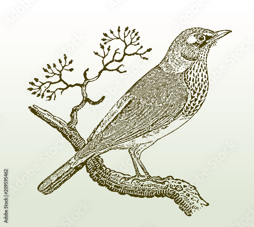 Fieldfare (turdus pilaris) sitting on a branch. Illustration after a woodcut engraving from the early 19th century. Easy editable in layers