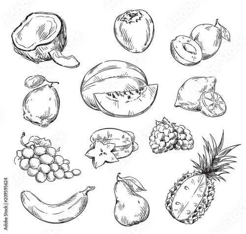 Vector drawing of various fruits