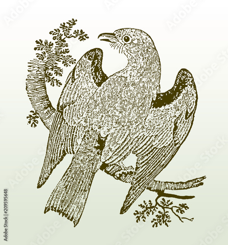 European roller (coracias garrula) sitting on a branch spreading its wings. Illustration after a woodcut engraving from the early 19th century. Easy editable in layers