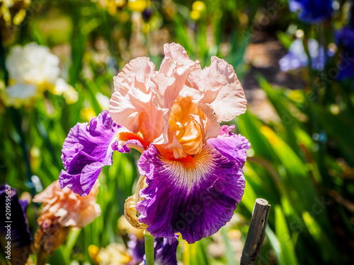 Fototapeta Naklejka Na Ścianę i Meble -  Iris