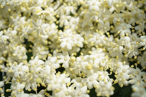 Black Elderberries flowers © vinbergv