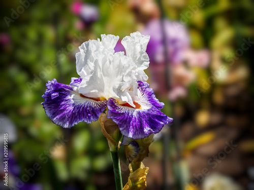 Fototapeta Naklejka Na Ścianę i Meble -  Iris