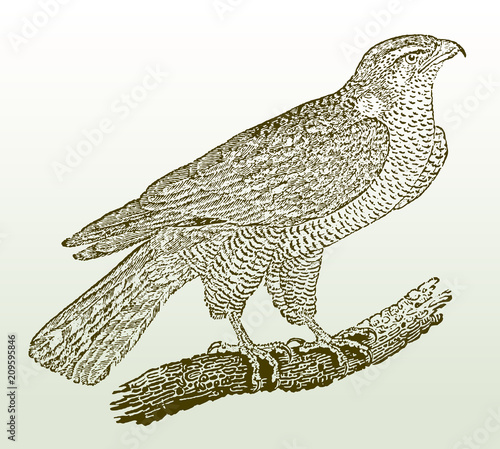 Northern goshawk, accipiter gentilis sitting on a branch. Illustration after a woodcut engraving from the early 19th century. Easy editable in layers