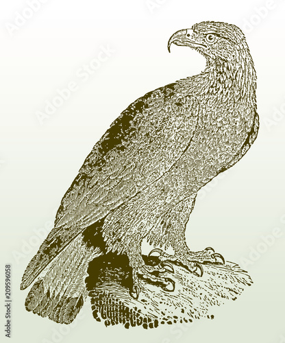 Juvenile golden eagle (aquila chrysaetos) sitting on a rock. Illustration after a woodcut engraving from the early 19th century. Easy editable in layers