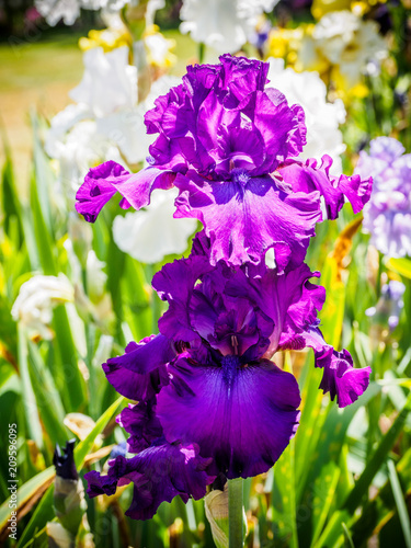 Fototapeta Naklejka Na Ścianę i Meble -  Iris