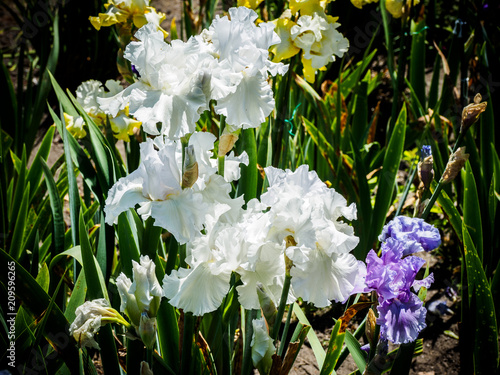 Fototapeta Naklejka Na Ścianę i Meble -  Iris