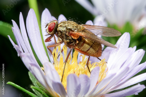 Foto The housefly on flower